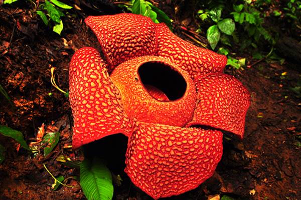 Wow Bunga Rafflesia Di Agam Ini Bakal Mekar Dengan Ukuran