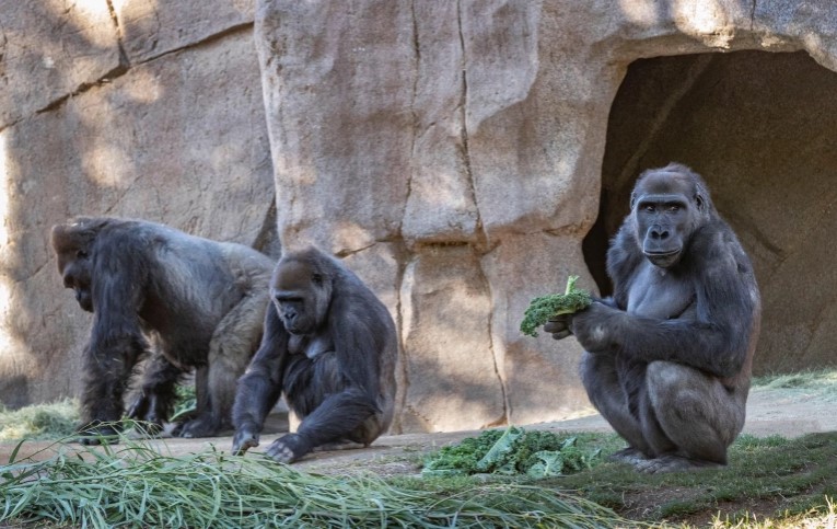 Delapan Gorila di Kebun Binatang Ini Dinyatakan Positif Covid 1